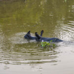 2024-10 - Népal - J11 - Parc National de Chitwan - 100